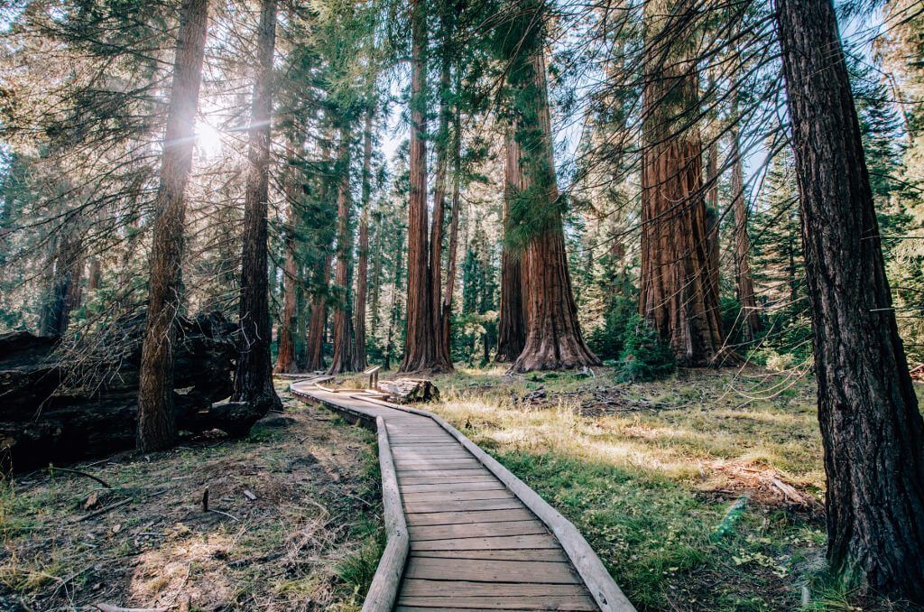Boardwalk through a sunlit forest