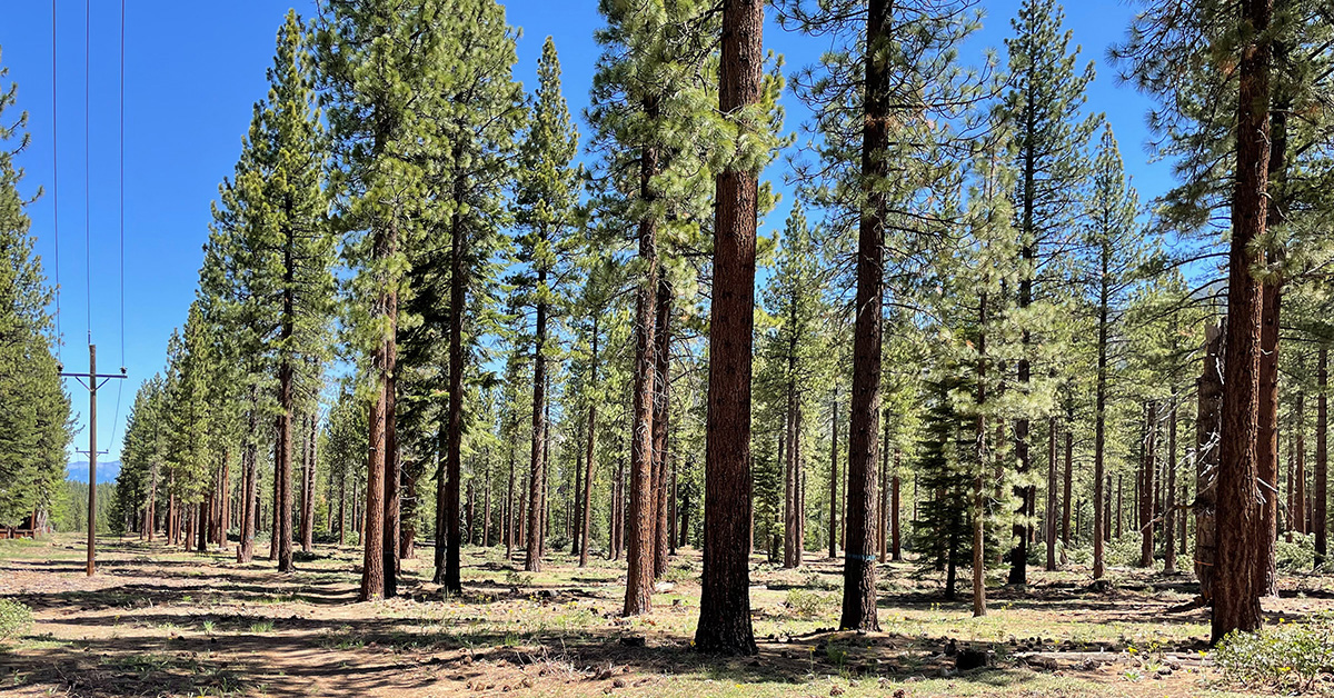 A well-managed pine forest